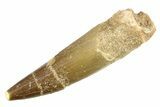 Bargain, Fossil Plesiosaur (Zarafasaura) Tooth - Morocco #297893-1